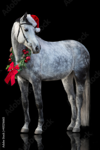 White horse with christmas decoration on black background