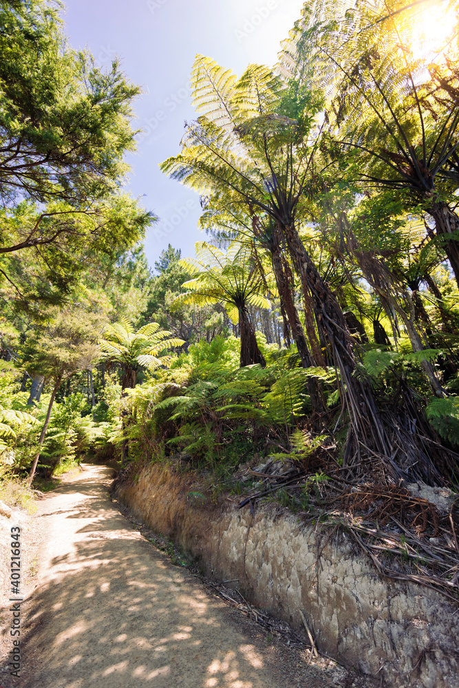 Footpath through tree ferns in New Zealand Footpath through tree ferns in New Zealand