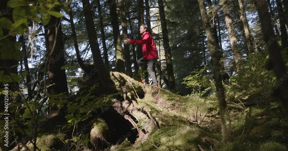 Slow Motion of Mane Walking on Old Trees Stumps Deep in Alaskan Forest on Sunny Summer Day Slow Motion of Mane Walking on Old Trees Stumps Deep in Alaskan Forest on Sunny Summer Day