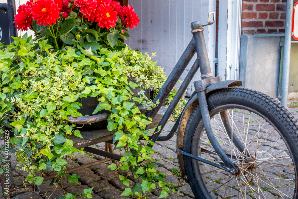 An old black bicycle with flowers in it, red flowers,