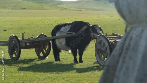 Traditional tumbrel and black yak steer in rural meadow. A tumbrel or tumbril cart is a two-wheeled cart or wagon typically designed to be hauled by a single horse or ox. Primitive primordial rudiment photo