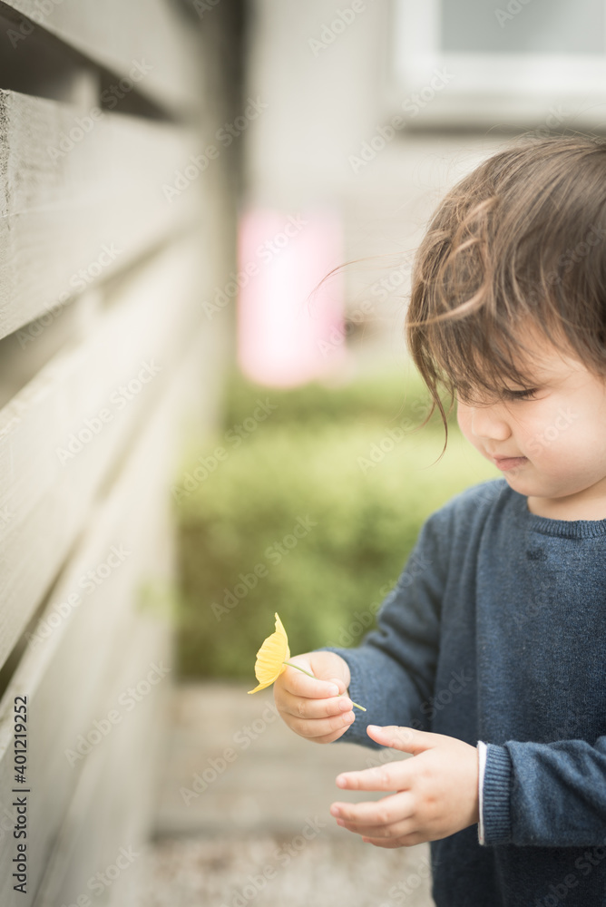 A toddler holds a yellow flower on her hand and looks at it near the wooden fence the a garden of a house in Edinburgh, Scotland, United Kingdom A toddler holds a yellow flower on her hand and looks at it near the wooden fence the a garden of a house in Edinburgh, Scotland, United Kingdom