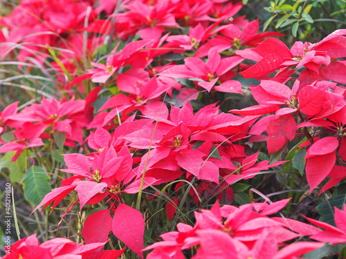 Christmas star, poinsettia green and red leaves tree blooming in garden nature background