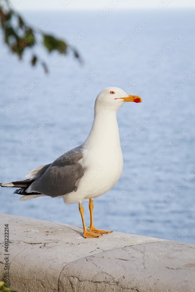 Ein Portrait einer Möwe auf einer Mauer stehend. Ein Portrait einer Möwe auf einer Mauer stehend.