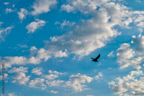 Bird flying in the blue summer sky against the background of white clouds.
