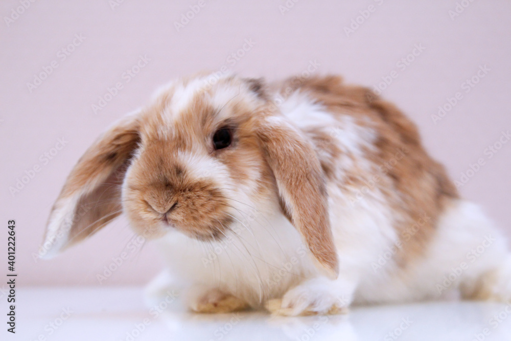 Ein Fotoshooting eines kleinen Zwergkaninchen.