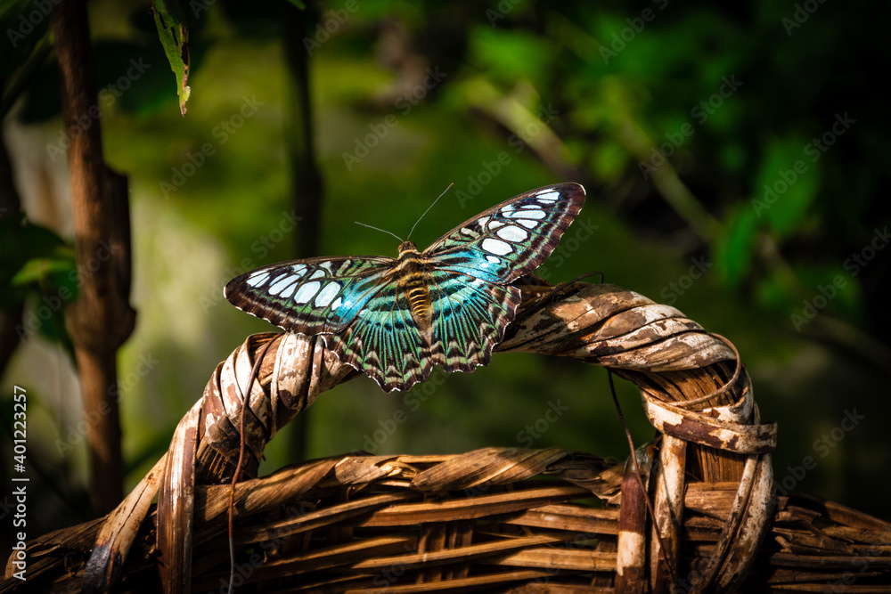 Blue Butterfly resting on a cane basket Blue Butterfly resting on a cane basket