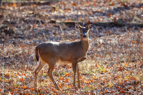Backlit White-tailed deer (Odocoileus virginianus) standing in a clearing with colorful leaves during autumn. Selective focus, background blur and foreground blur. Copy space.
