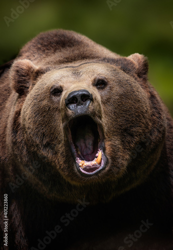 roaring brown bear without one tooth