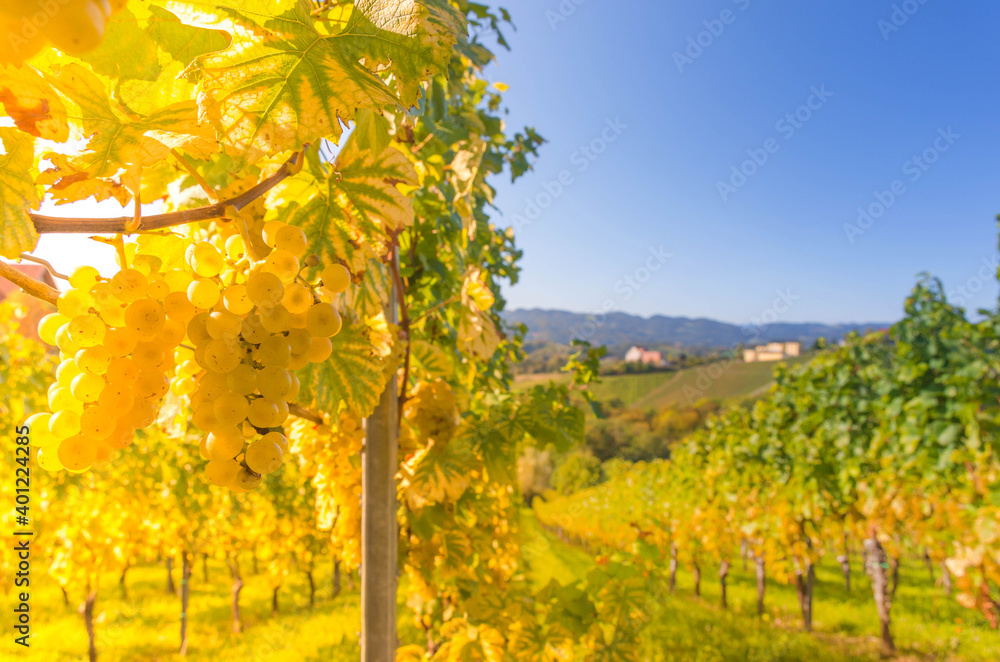 Naklejka premium Vineyards along South Styrian Wine Road, a charming region on the border between Austria and Slovenia with green rolling hills, vineyards, picturesque villages and wine taverns
