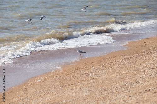 Seagull birds walk on the beach and fly over the sea