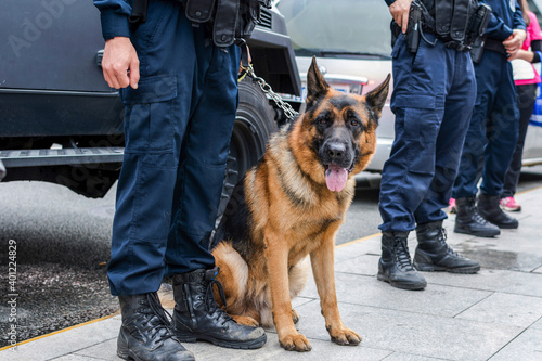 Quadro su tela Brown police dog-German shepherd with armed police on duty