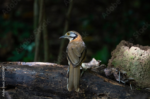 Greater - necklaced laughingthrush