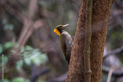 Greater Yellownape photo