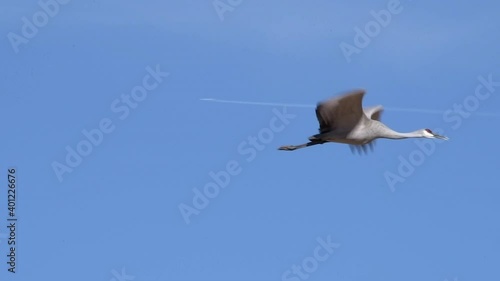 One sandhill crane flying gracefully through the blue sky during the winter migration through the central flyway. Quality slow motion video.