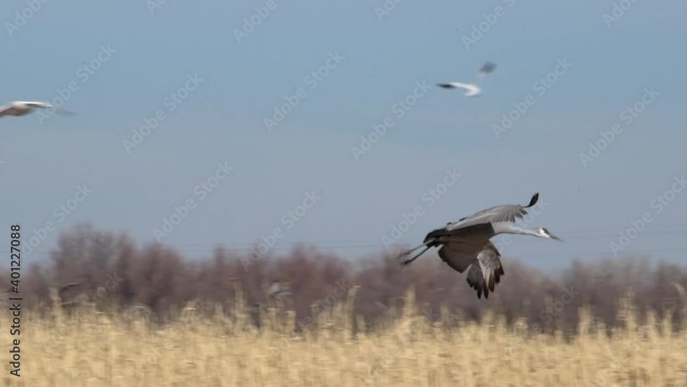 One sandhill crane flies low before landing with the flock in a cornfield during the winter migration through the central flyway. Quality slow motion video. One sandhill crane flies low before landing with the flock in a cornfield during the winter migration through the central flyway. Quality slow motion video.