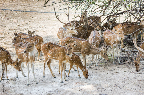 A bunch of spotted deers buck with antler in the Nehru Zoological Park, Hyderabad, India photo