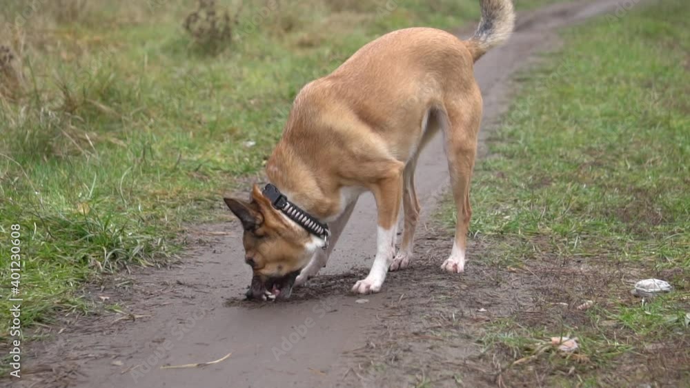 red dog digging the ground for a walk, slow motion red dog digging the ground for a walk, slow motion