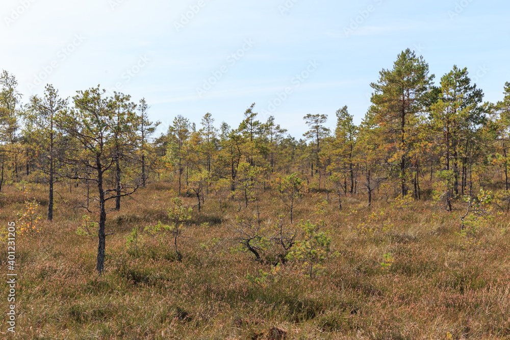 Big swamp wetlands Kemeri national park, Latvia. Travel concept Big swamp wetlands Kemeri national park, Latvia. Travel concept