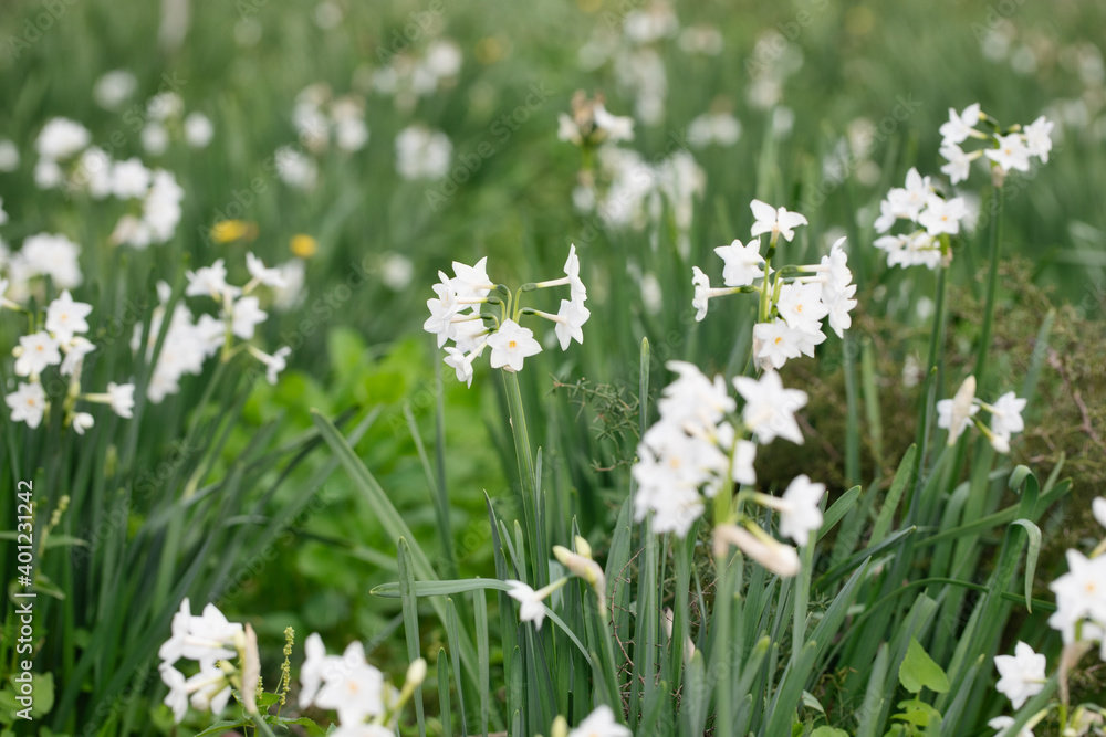 Close up of colored white daffodils swaying in the wind. Narcissus flowers in the garden. Close up of colored white daffodils swaying in the wind. Narcissus flowers in the garden.