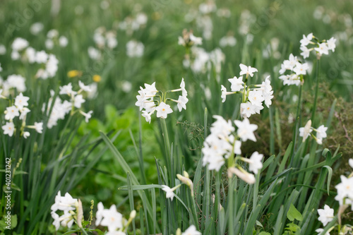 Close up of colored white daffodils swaying in the wind. Narcissus flowers in the garden.