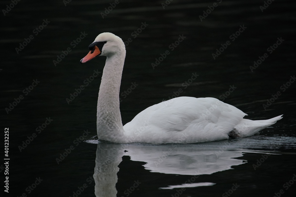 Fototapeta premium Einzelner Höckerschwan, Cygnus olor, auf einem See 