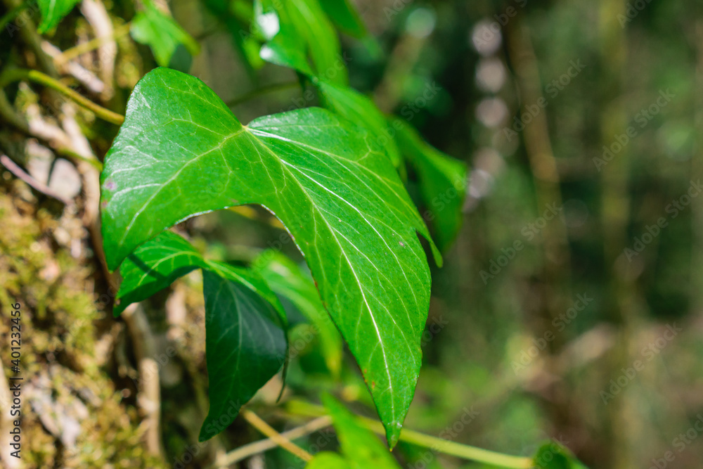 Obraz premium close up of green leaves