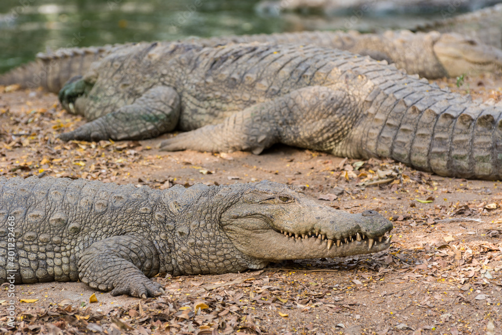 Fototapeta premium Closeup of marsh Crocodiles at nature reserve area in the Nehru Zoological Park, Hyderabad, India.