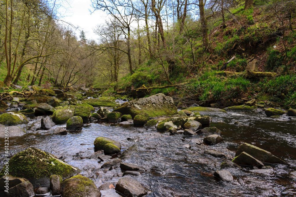 stream in the forest stream in the forest