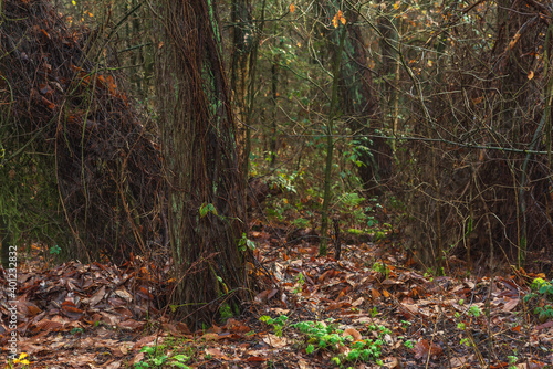 Tree trunks and twigs in autumn woodland.