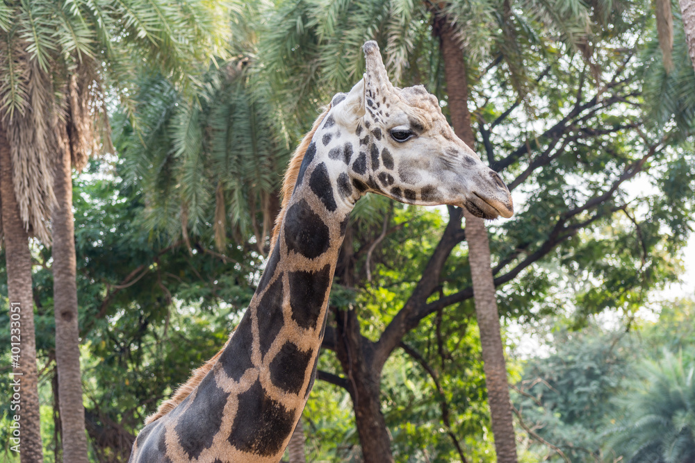 Fototapeta premium an African giraffe ( Giraffa camelopardalis), an African even-toed ungulate mammal, the tallest living terrestrial animal and the largest ruminant in Nehru Zoological Park India.