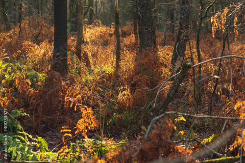 Tree trunks and brown colored ferns in sunny autumn forest.