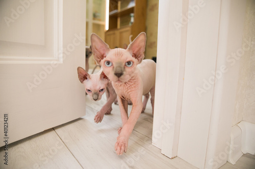 two purebred bald cats come out of the door in the house.