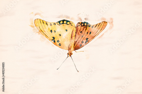 Butterfly in watercolor.
