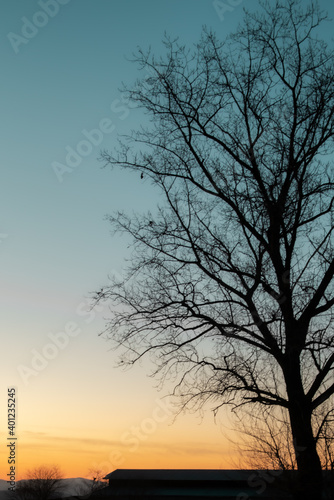 sunset of tree