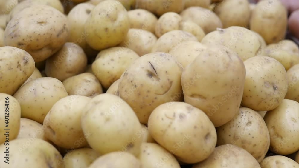 Fresh potatoes. Organic farming, fall, harvest season. Fresh potatoes. Organic farming, fall, harvest season.