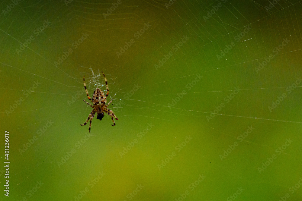 Cross spider in the center of the spider web Cross spider in the center of the spider web