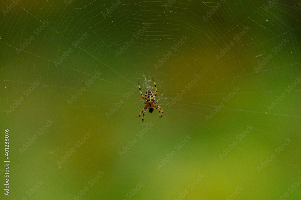 Cross spider in the center of the spider web Cross spider in the center of the spider web
