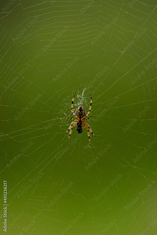 Cross spider in the center of the spider web Cross spider in the center of the spider web