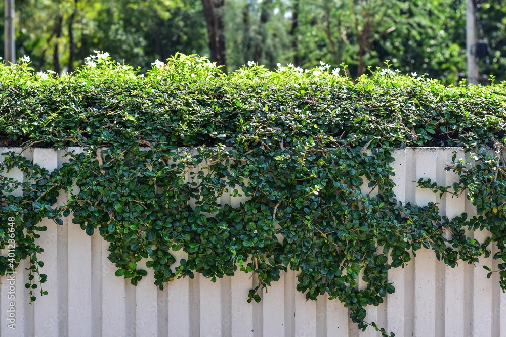 Fototapeta premium Cement wall, white garden with beautiful green plants.