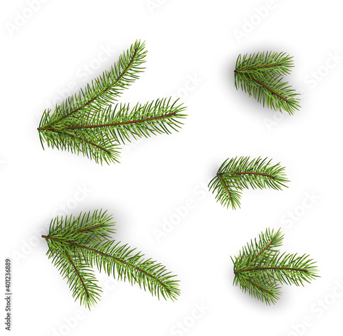 Set of green spruce branches and twigs.