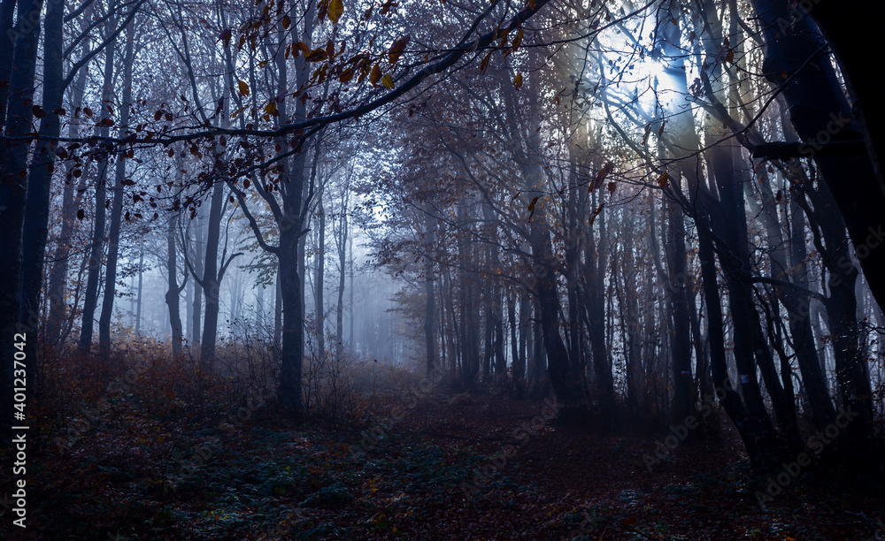 autumn forest and trees wood