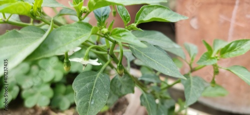 Wallpaper Mural leaves in a garden Torontodigital.ca