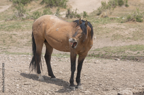 Wild Horse in Spring in the Utah Desert