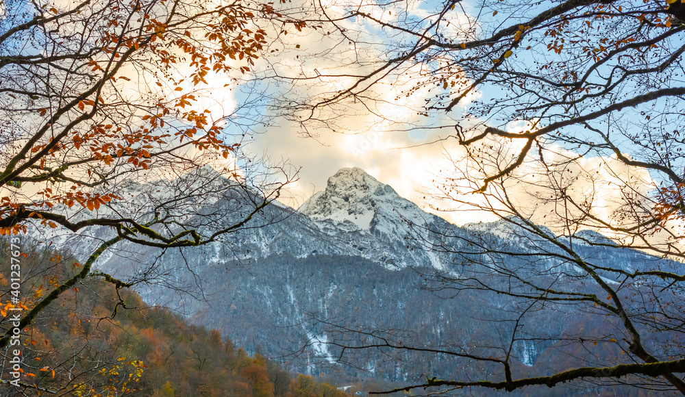 Mountain peaks covered with snow. Autumn forest on the slopes. Mountain peaks covered with snow. Autumn forest on the slopes.