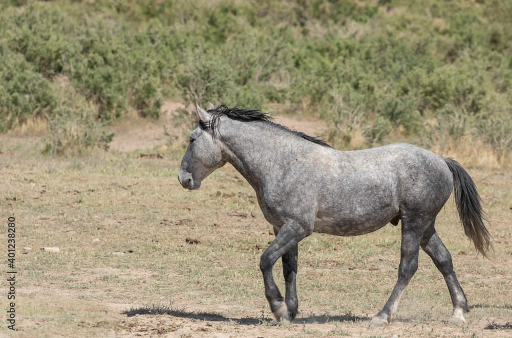 Wild Horse in Spring in the Utah Desert Wild Horse in Spring in the Utah Desert