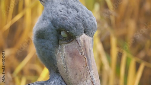 ein schuhschnabel vor schilf, portrait in zeitlupe mit kopfschütteln, balaeniceps rex