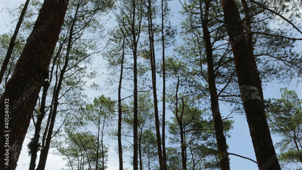 Fototapeta premium trees in the forest