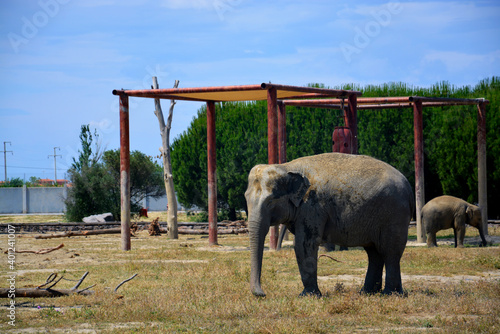 Canvas Print herd of elephants in the zoo