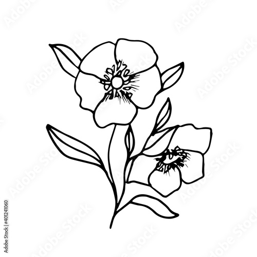 Beautiful Doodle flower Hellebore Oriental. The first spring flower can be used for tattoo sketches, textiles, paper, postcards, wedding invitations, Botanical books